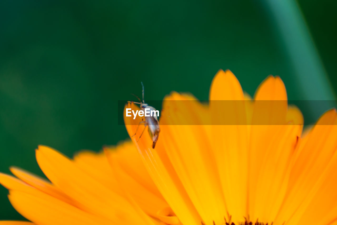 CLOSE-UP OF ORANGE BUTTERFLY POLLINATING ON YELLOW FLOWER