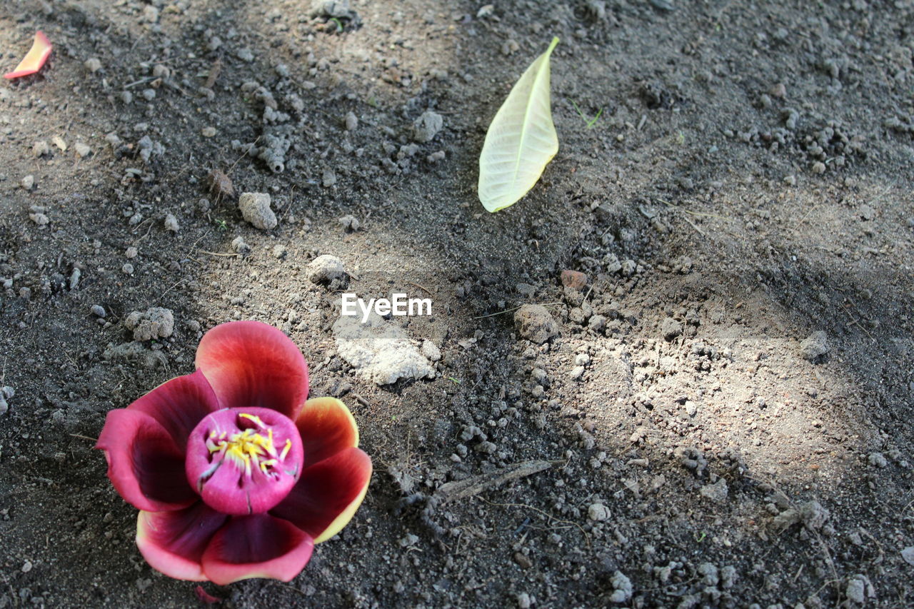 HIGH ANGLE VIEW OF FLOWER GROWING ON PLANT