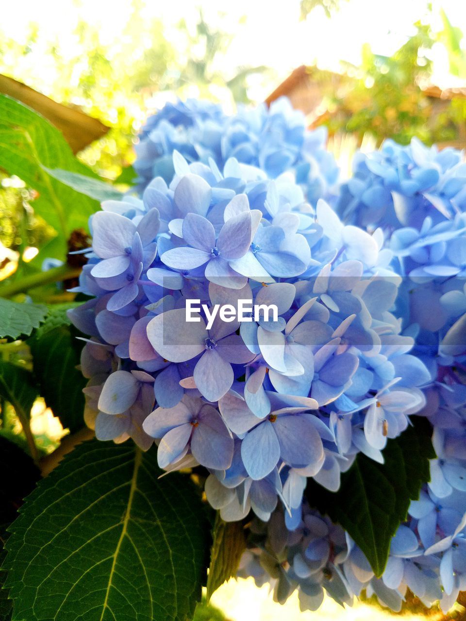 CLOSE-UP OF FRESH PURPLE FLOWER IN BLUE WATER