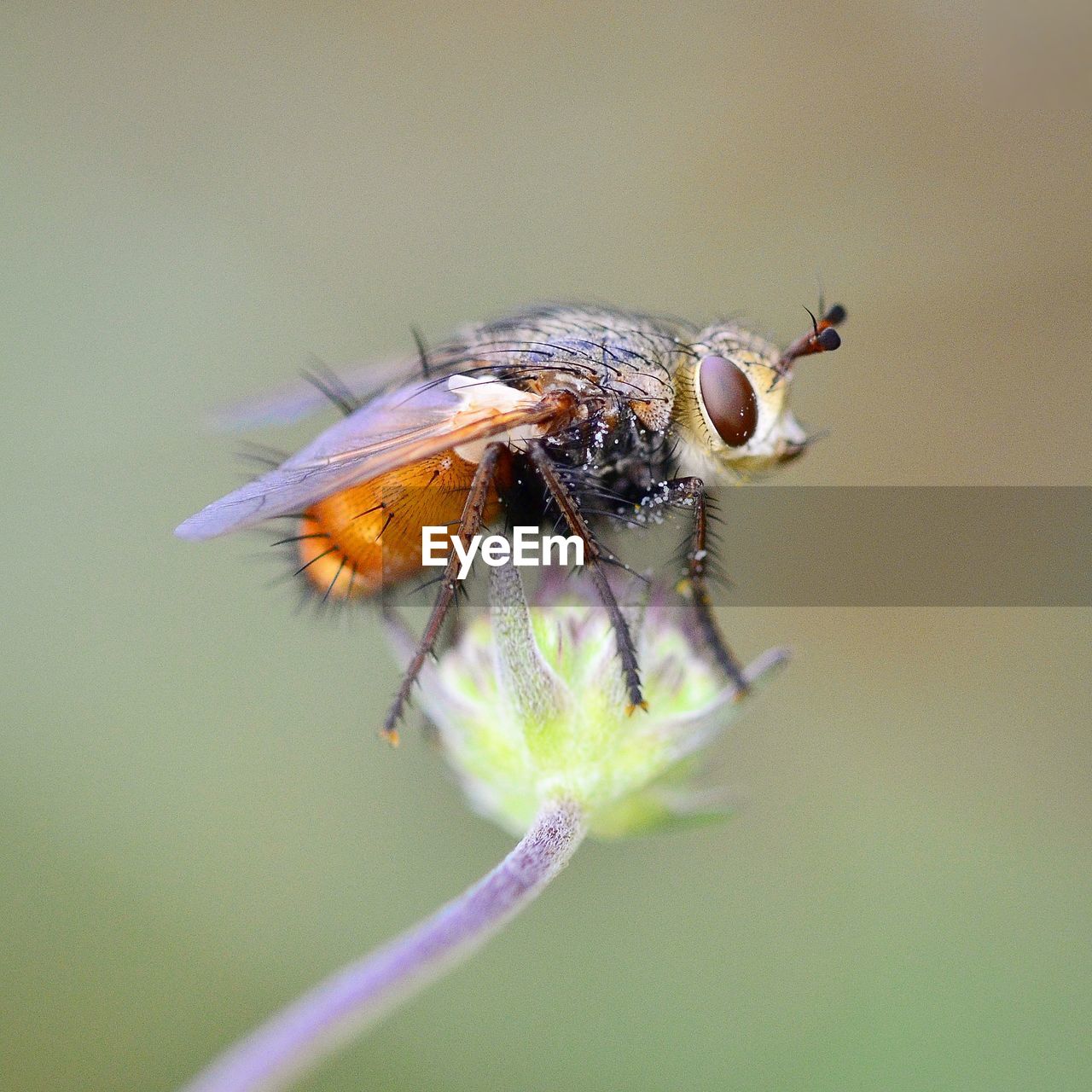 CLOSE-UP OF HONEY BEE ON FLOWER