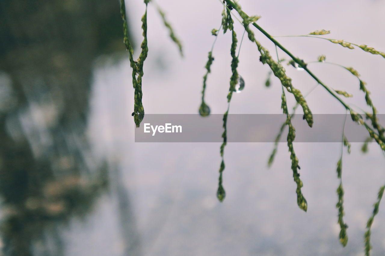 Close-up of frozen plant during winter