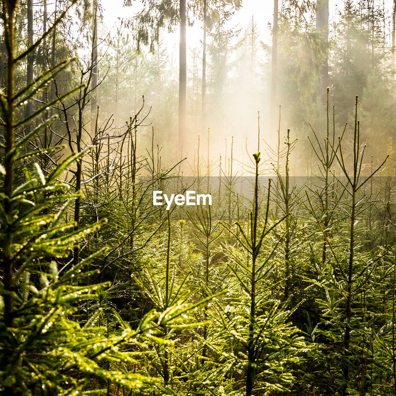 Scenic view of forest