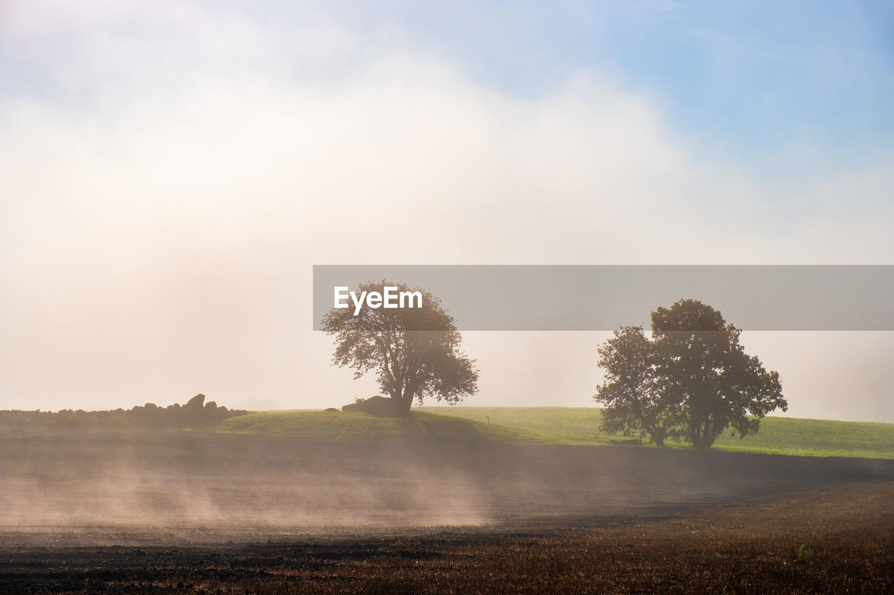 Beautiful misty morning in a rural landscape with trees in silhouettes