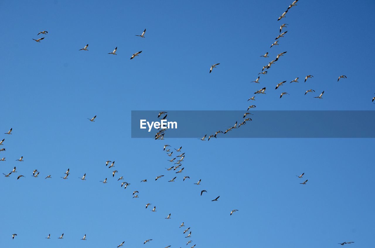 FLOCK OF BIRDS IN THE SKY