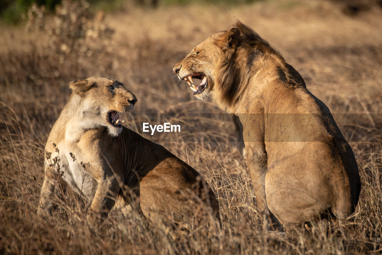 Lions growl at each other after mating