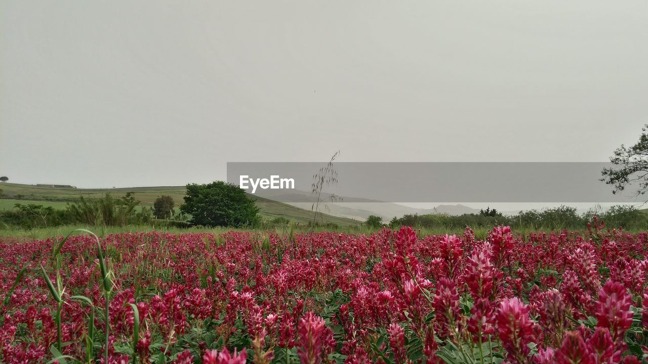 Scenic view of field against clear sky