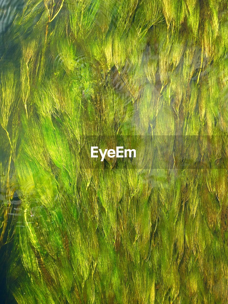 FULL FRAME SHOT OF TREE WITH REFLECTION