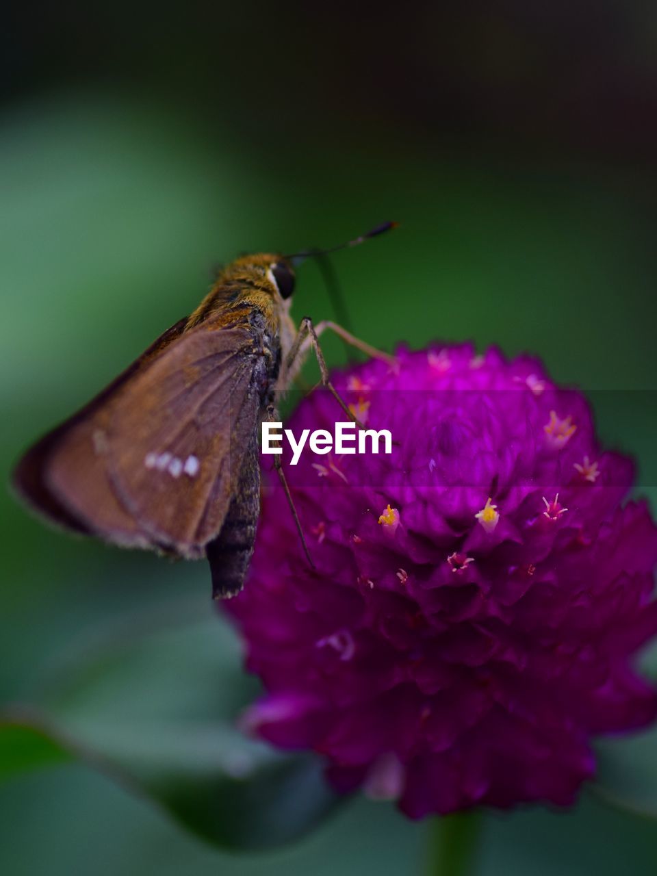 Close-up of butterfly pollinating on purple flower