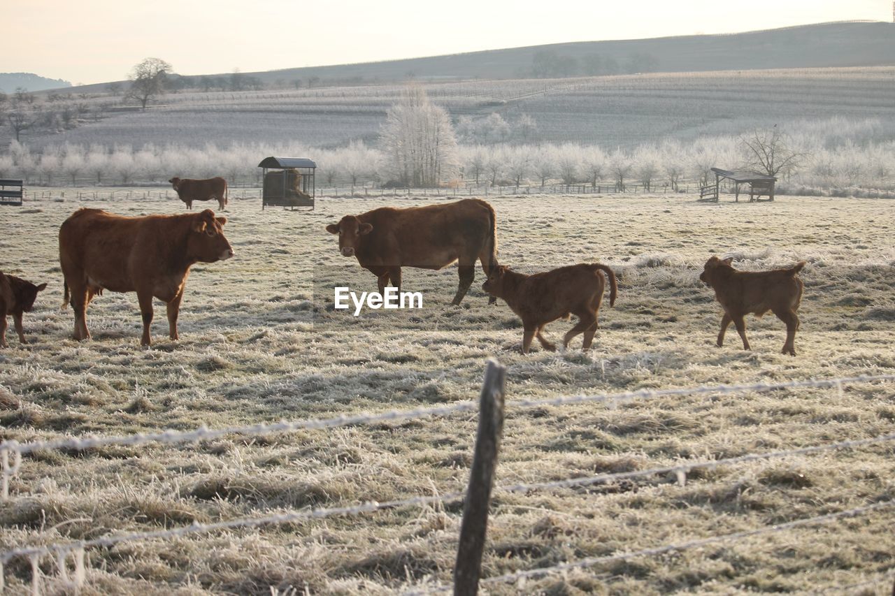 Cows on field during winter