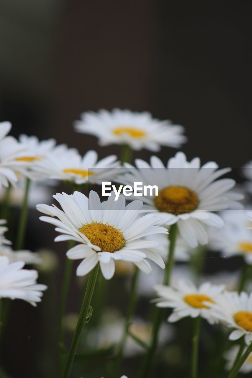 Close-up of white daisy flowers