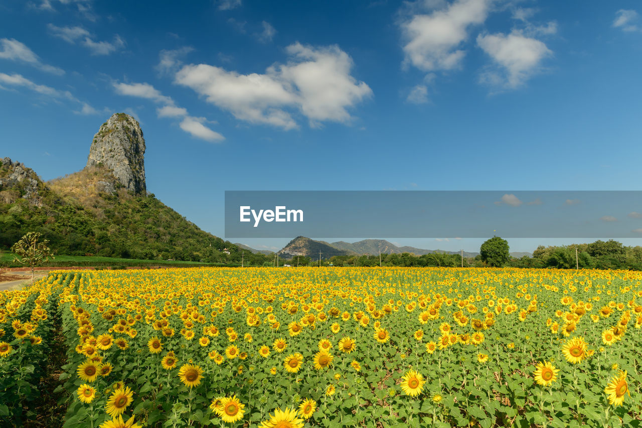 Sunflowers is blooming in the sunflower field with big mountain and blue sky background.