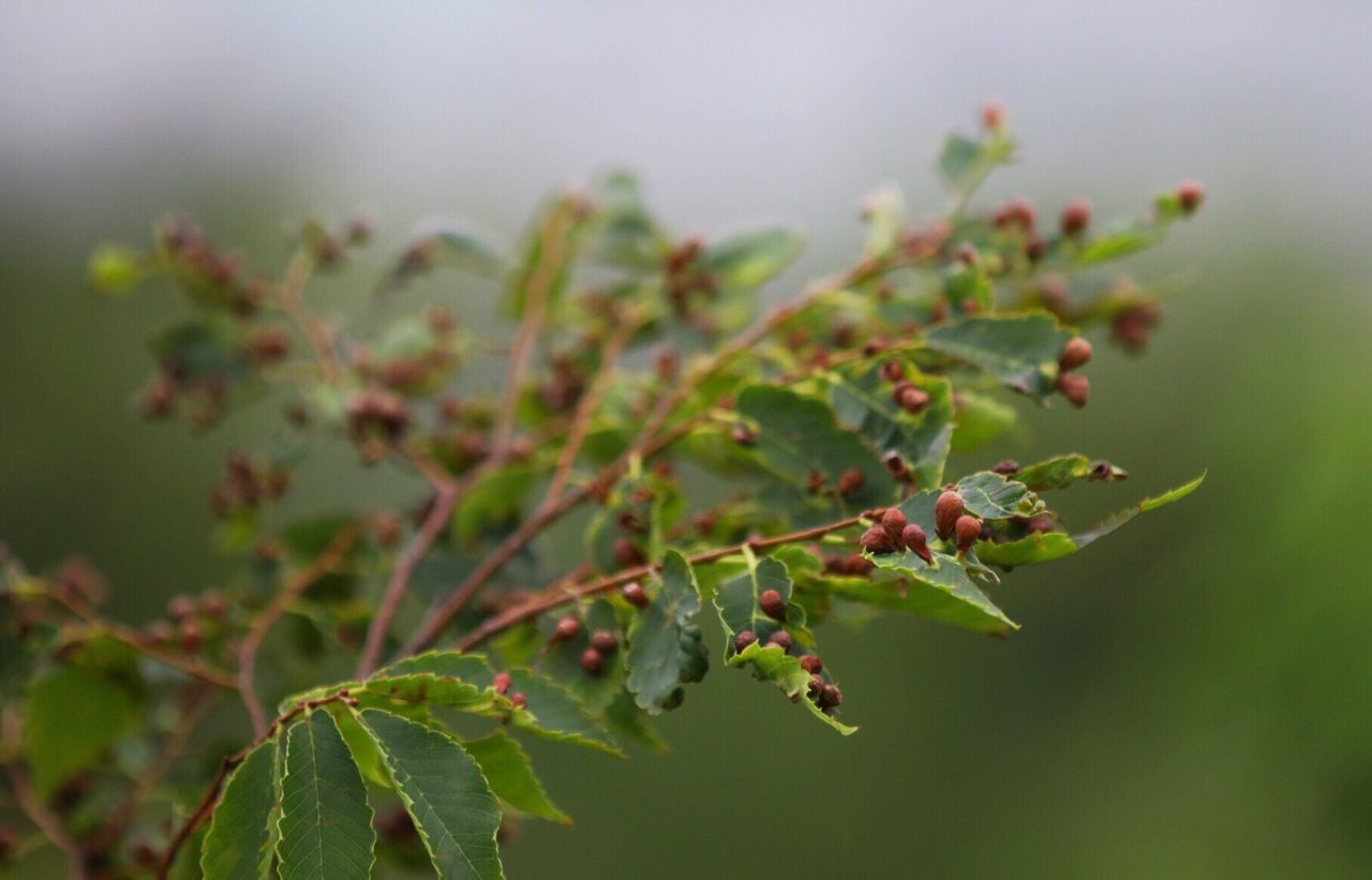 CLOSE-UP OF BERRIES