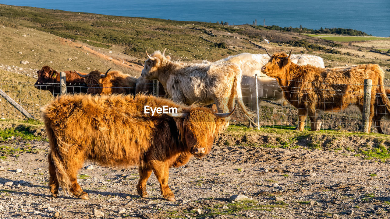 COWS STANDING IN A FIELD