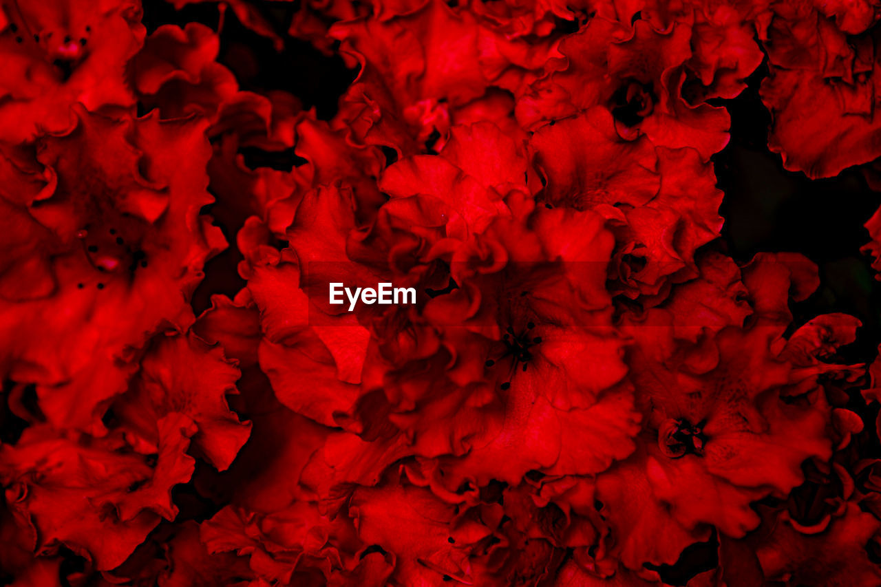 FULL FRAME SHOT OF RED FLOWER
