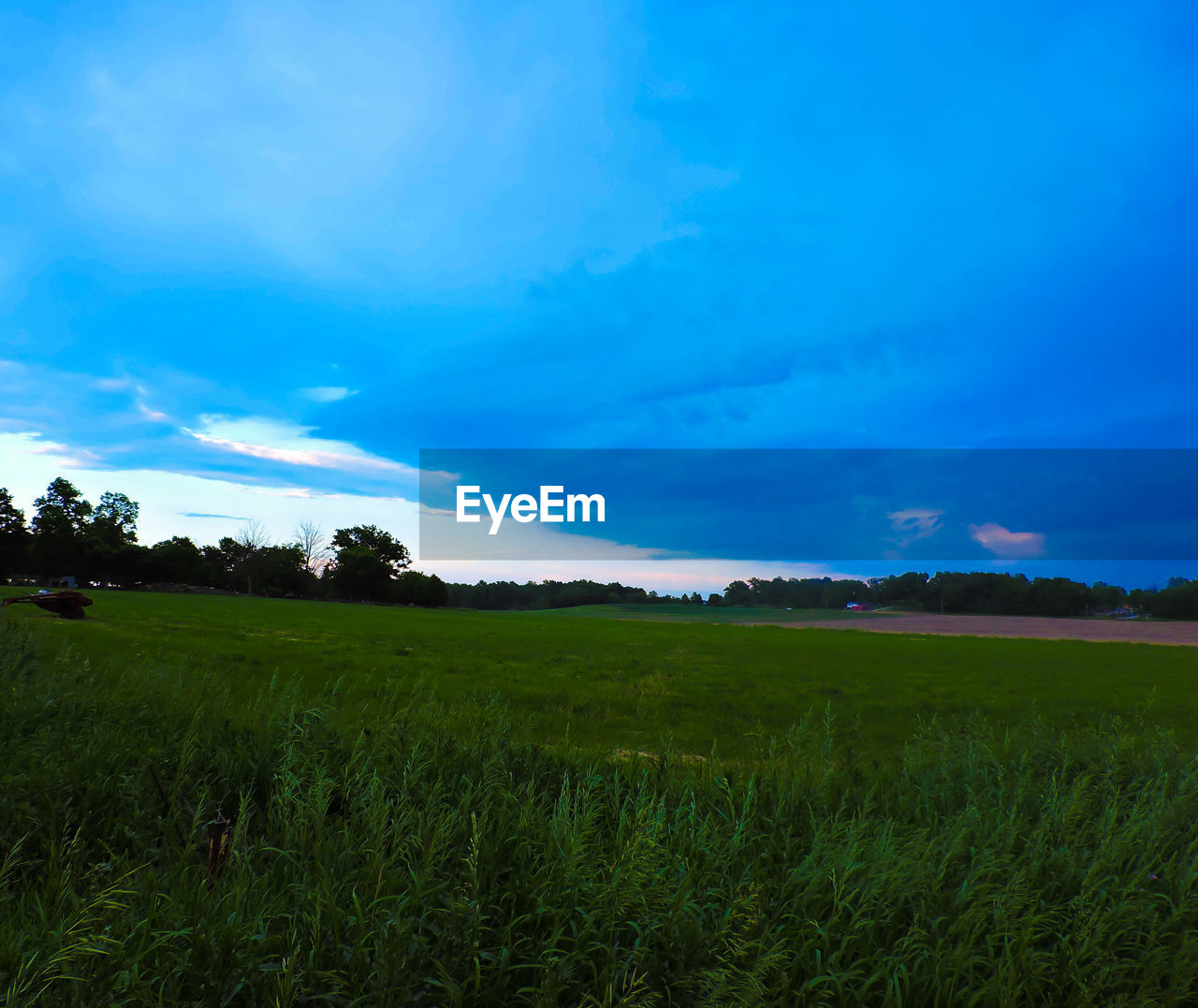 TREES ON GRASSY FIELD AGAINST CLOUDY SKY