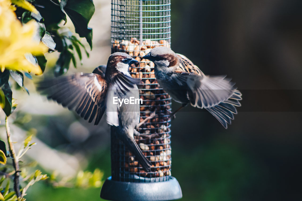 Close-up of a bird