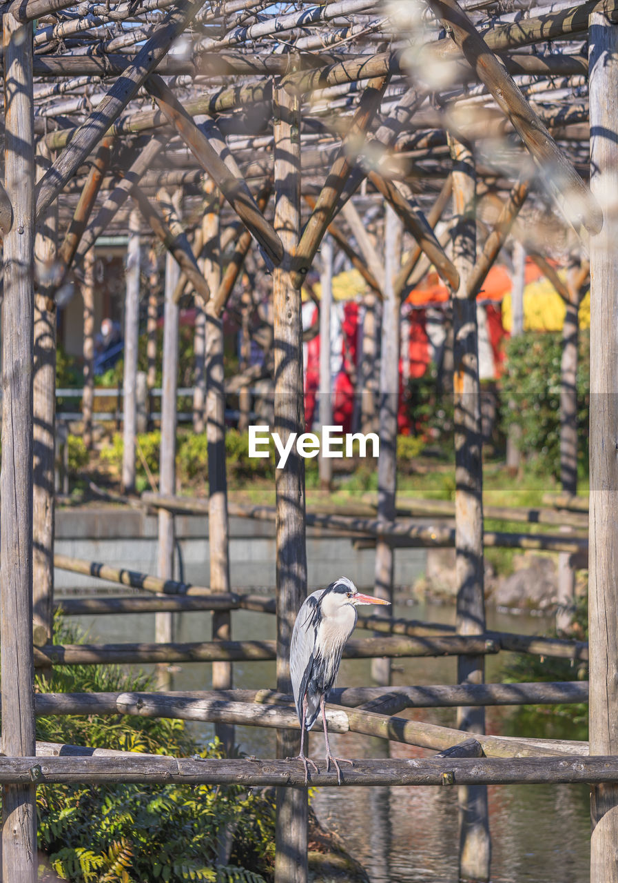 VIEW OF BIRD PERCHING ON BRANCH