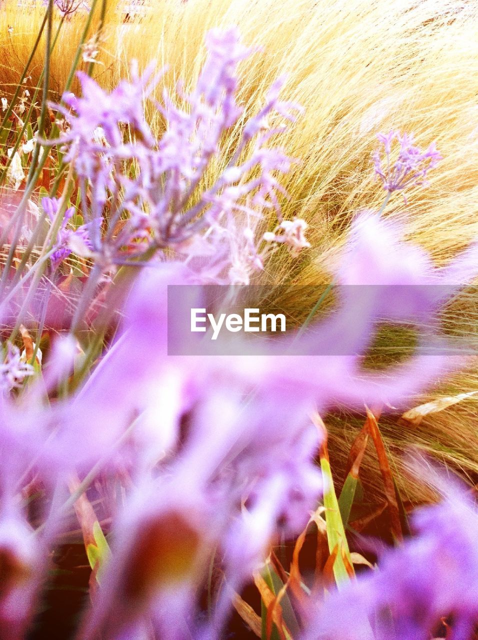 Close-up of purple flowers