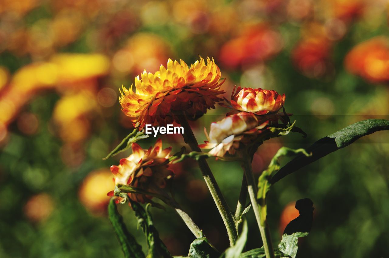 CLOSE-UP OF FLOWERING PLANTS