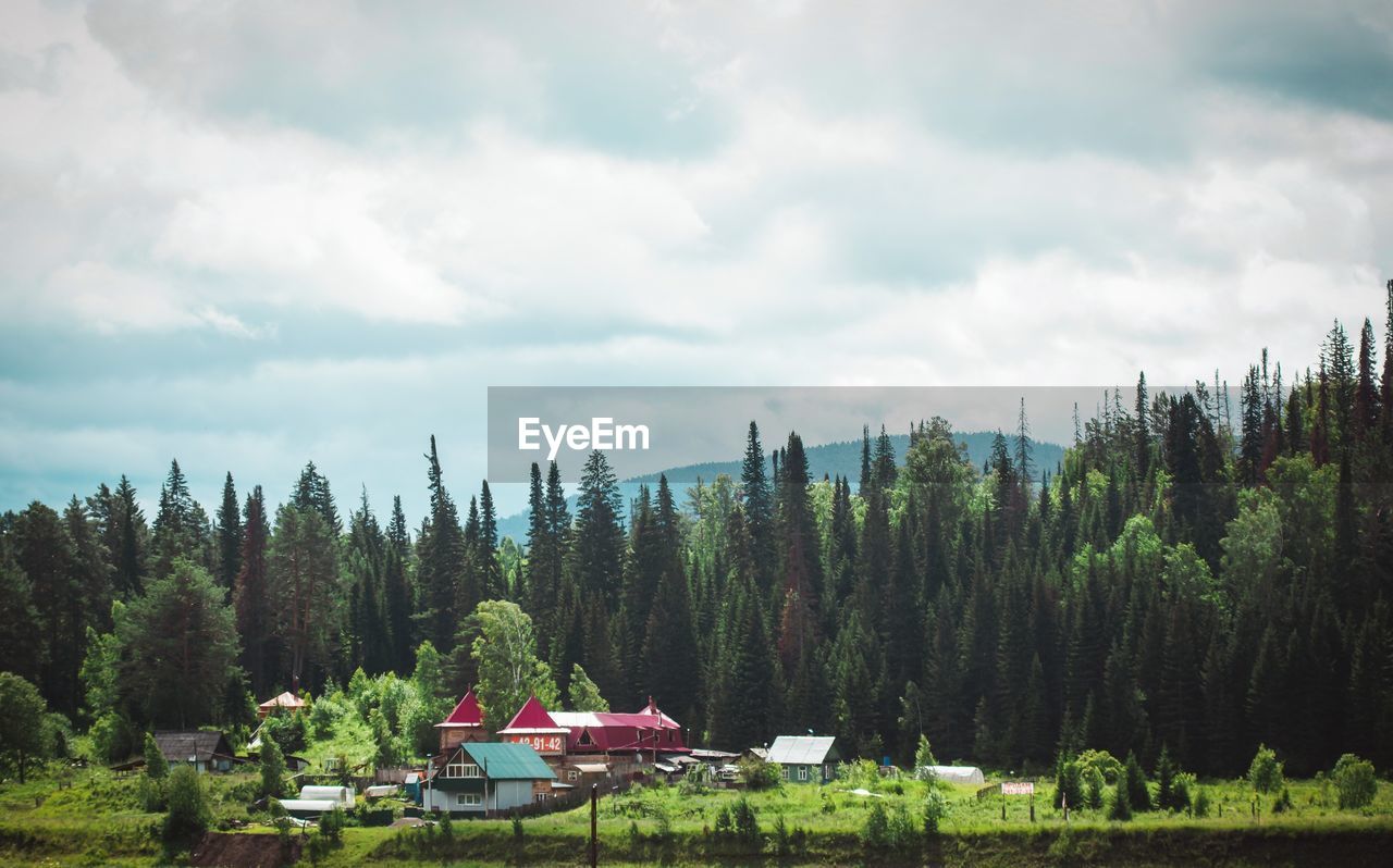 Scenic view of forest against sky