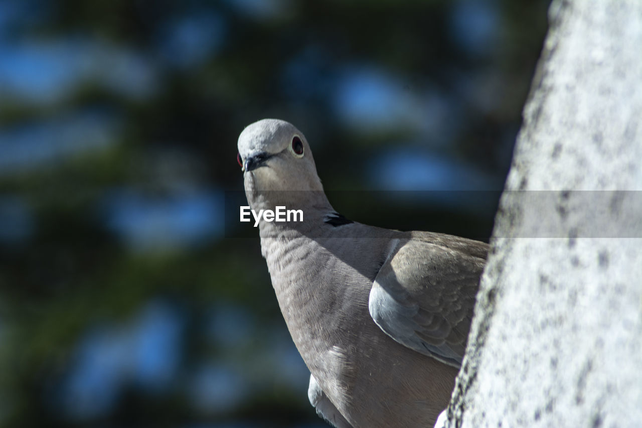 CLOSE-UP OF BIRD PERCHING