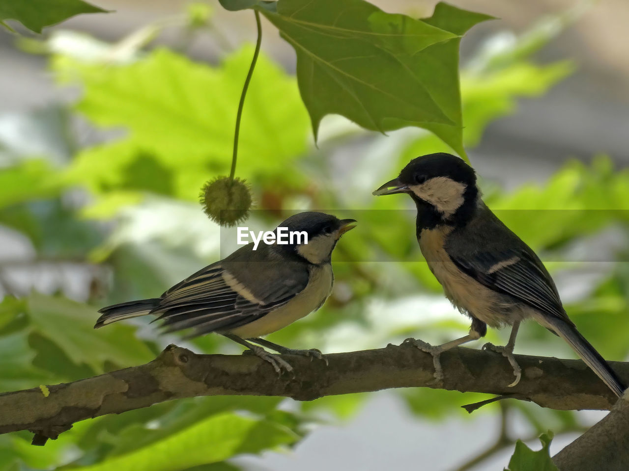 BIRD PERCHING ON A BRANCH