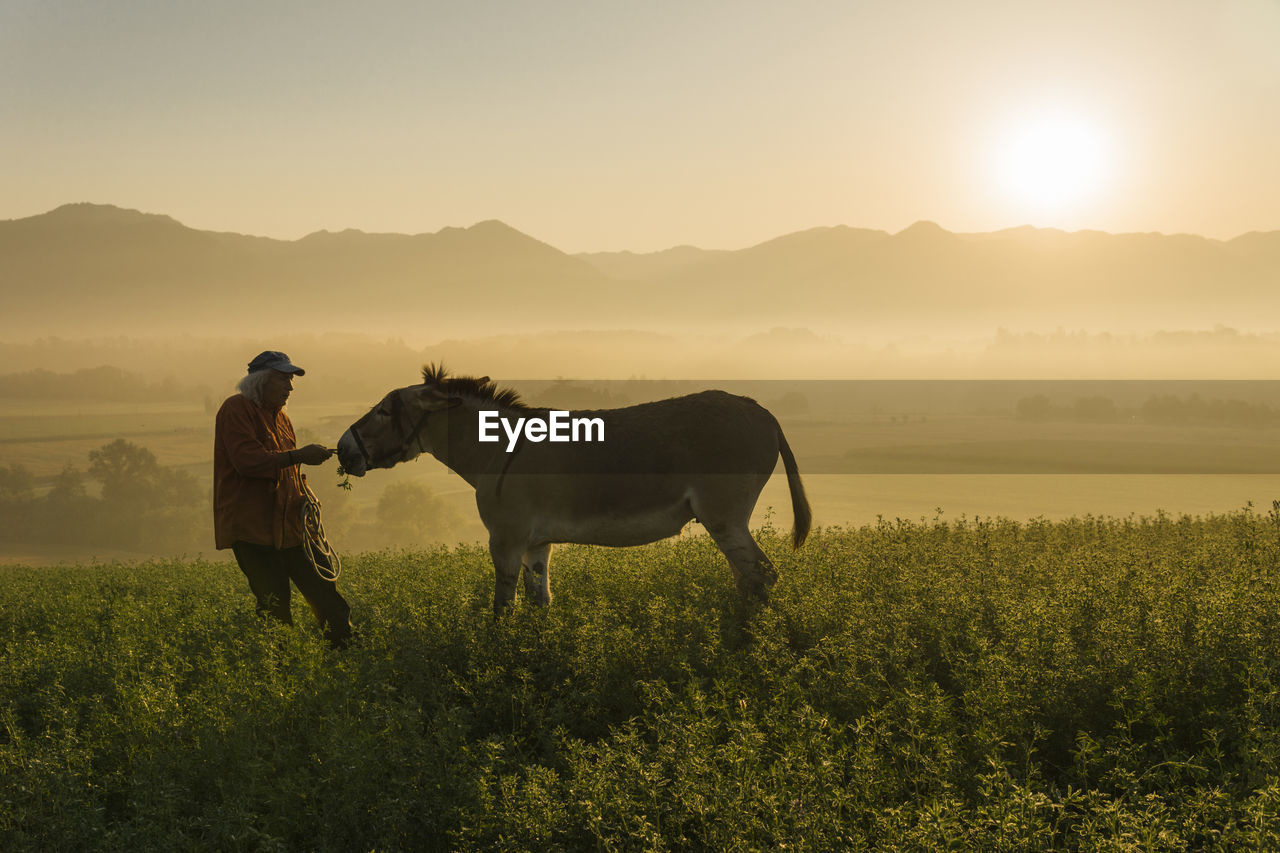 Italy, tuscany, borgo san lorenzo, senior man feeding donkey in field at sunrise above rural landscape