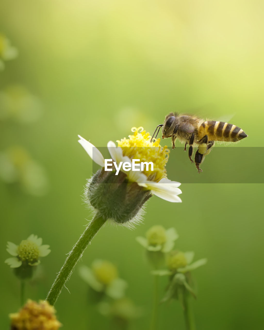 Close-up of honey bee buzzing on flower