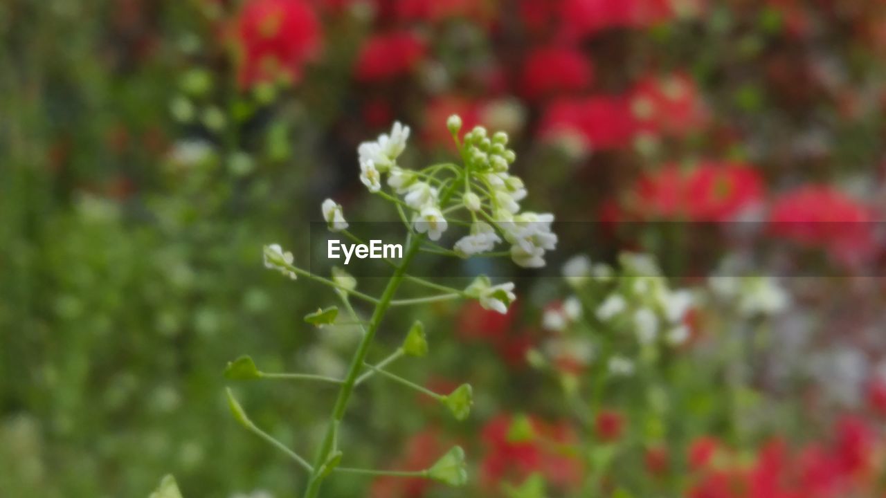 CLOSE-UP OF RED FLOWER