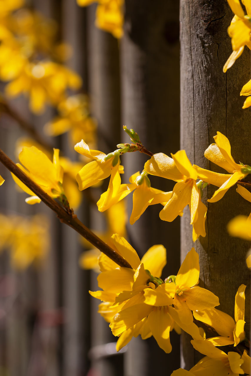 CLOSE-UP OF YELLOW DAFFODIL