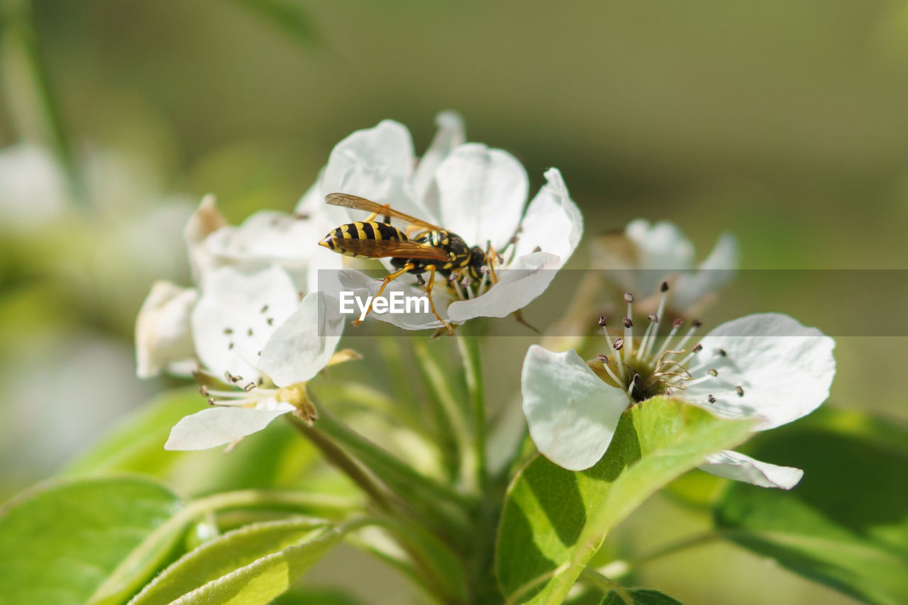 CLOSE-UP OF HONEY BEE POLLINATING FLOWER