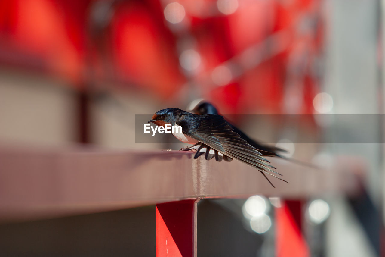 CLOSE-UP OF A BIRD PERCHING ON A METAL