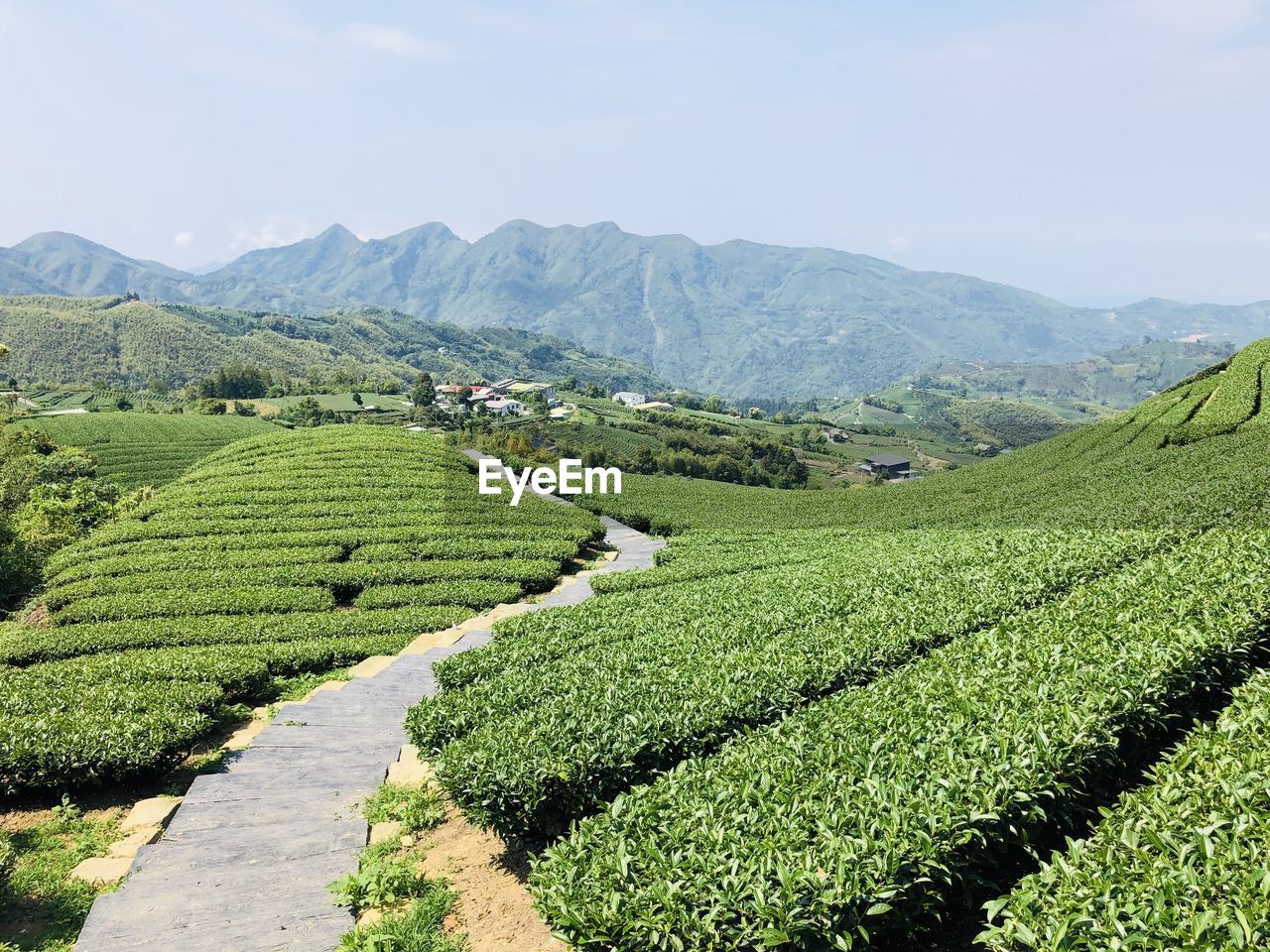 Scenic view of agricultural field