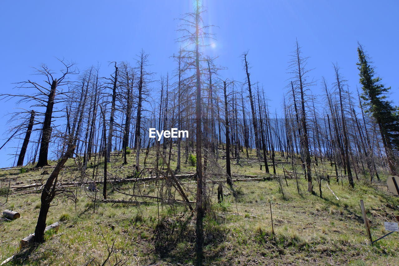 PANORAMIC SHOT OF TREES ON FIELD