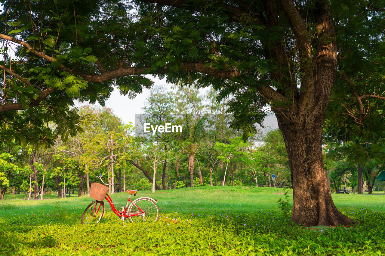 TREES AND GRASS IN PARK