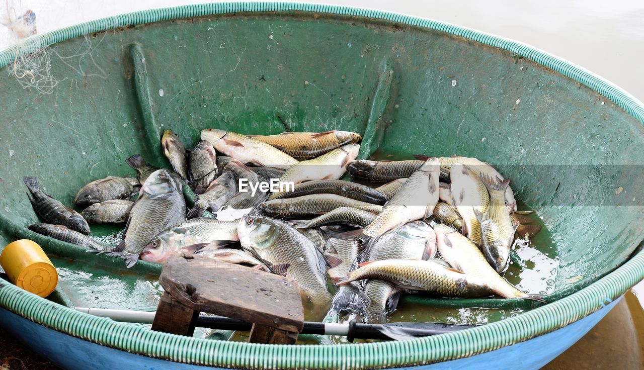 CLOSE-UP OF FISH IN CONTAINER BY WATER