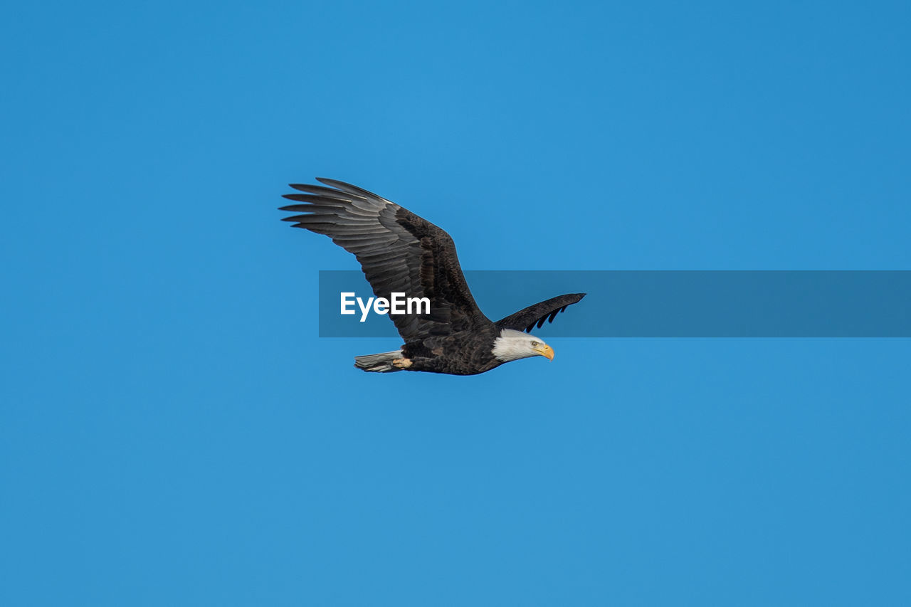 LOW ANGLE VIEW OF BIRDS FLYING AGAINST CLEAR BLUE SKY