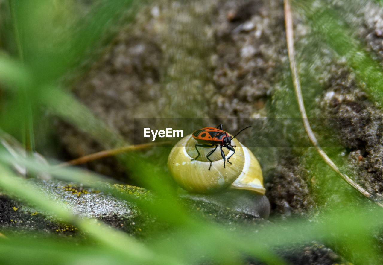green, animal themes, animal wildlife, animal, nature, one animal, wildlife, macro photography, close-up, insect, selective focus, no people, plant, flower, outdoors, day, leaf, land, beetle, ladybug, forest, grass, environment, beauty in nature, animal body part, yellow, water