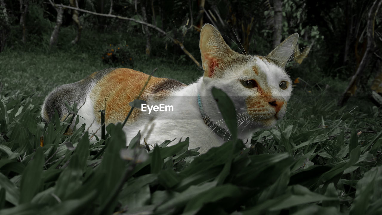 CAT RELAXING ON FIELD