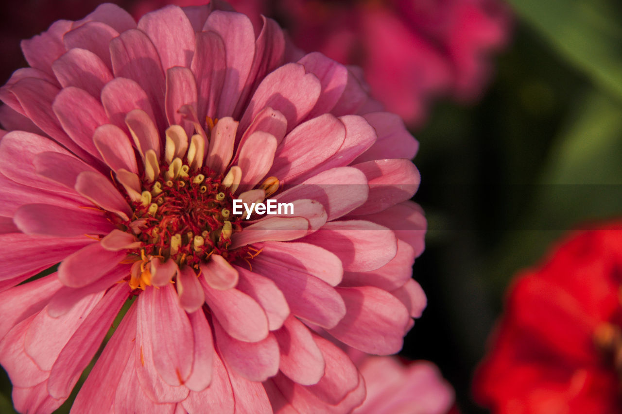 CLOSE-UP OF PINK FLOWER ON PLANT