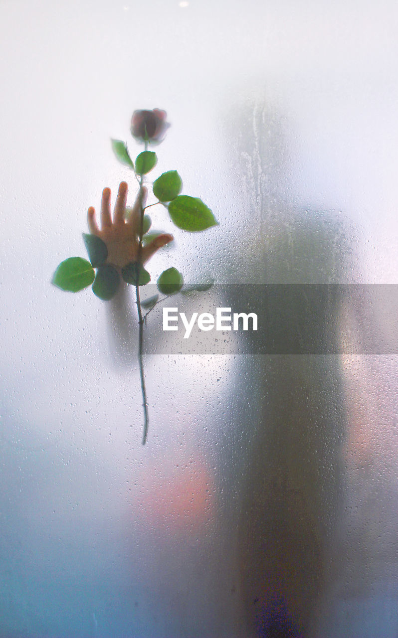 Woman shadow holding rose flower seen through condensed glass