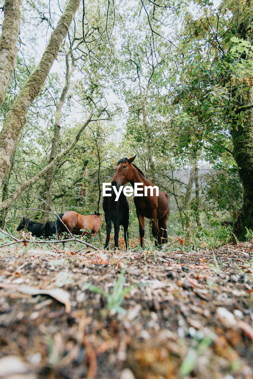 HORSE IN A FIELD