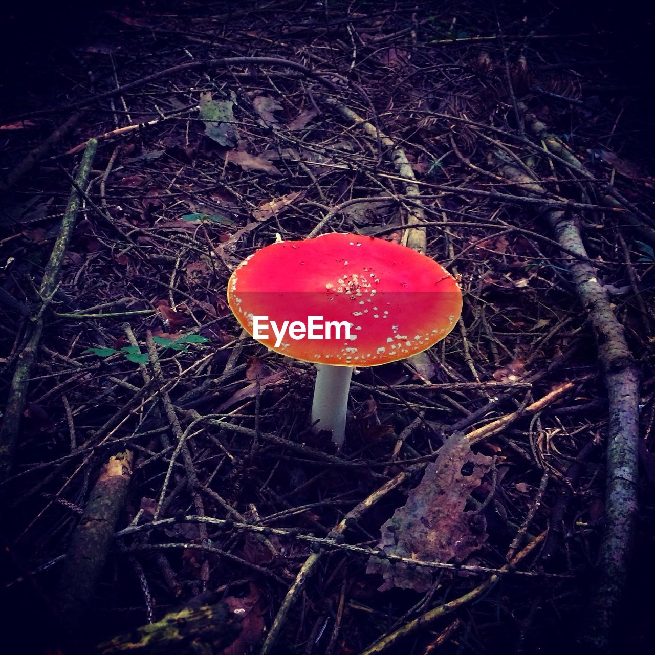 High angle view of fly agaric mushroom growing on forest