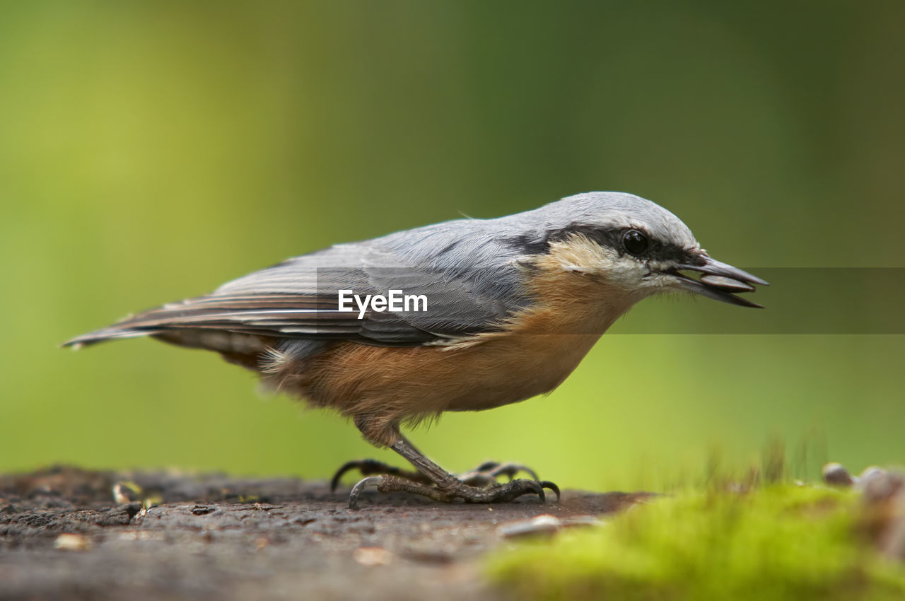 CLOSE-UP OF BIRD PERCHING ON A PLANT