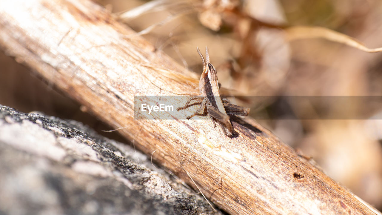 CLOSE-UP OF INSECT