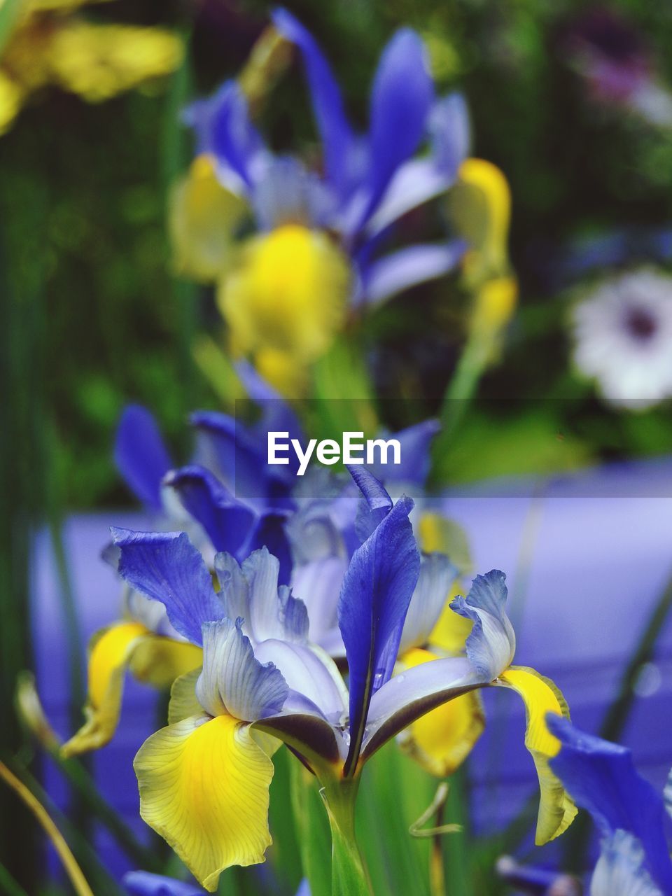 CLOSE-UP OF FRESH PURPLE CROCUS BLOOMING IN PARK