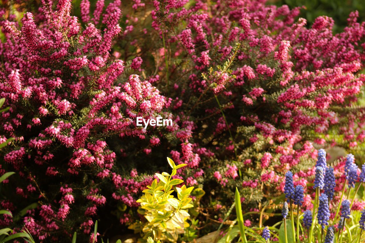 Close-up of pink flowering plants in garden