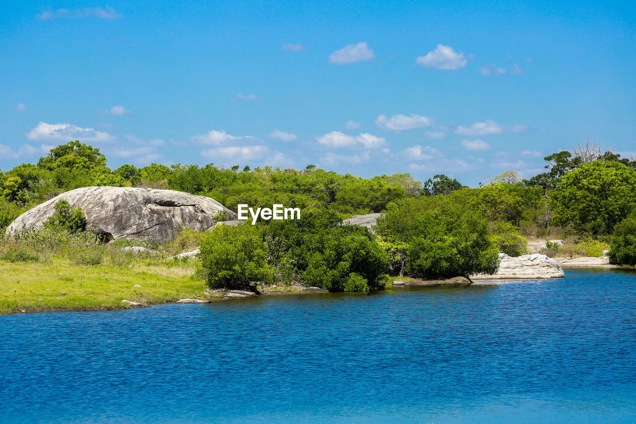 SCENIC VIEW OF TREES AND BLUE SKY