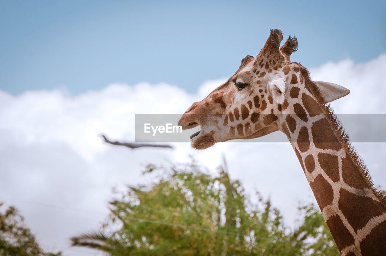 Low angle view of giraffe against cloudy sky during sunny day