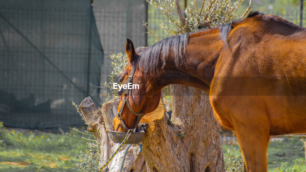 HORSES IN RANCH